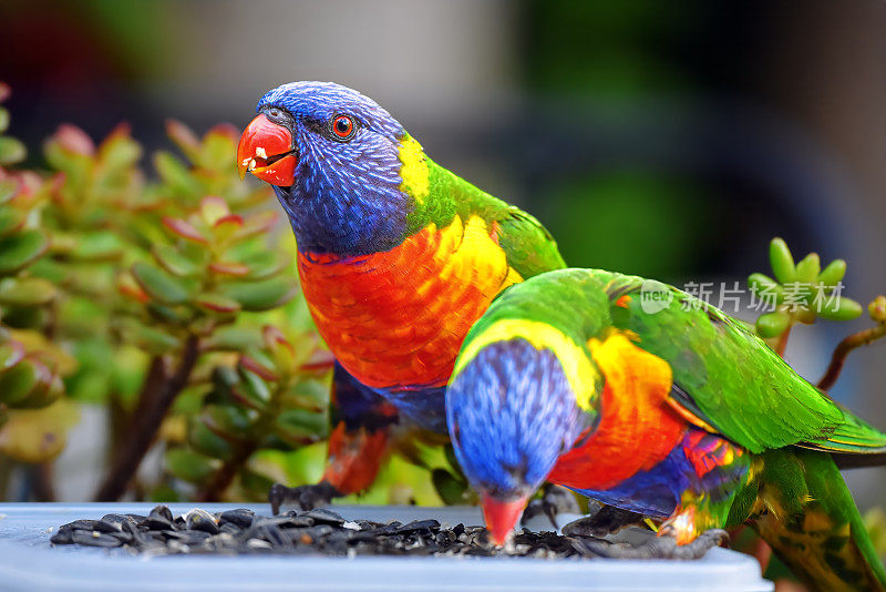 彩虹鹦鹉(Trichoglossus moluccanus)